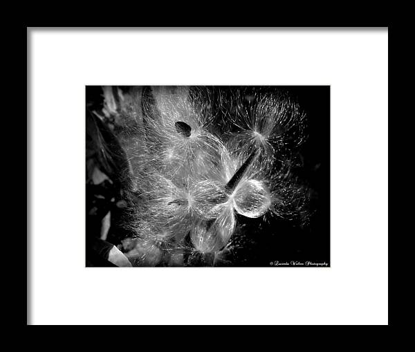 Milkweed Framed Print featuring the photograph Blowing in the Wind by Lucinda Walter