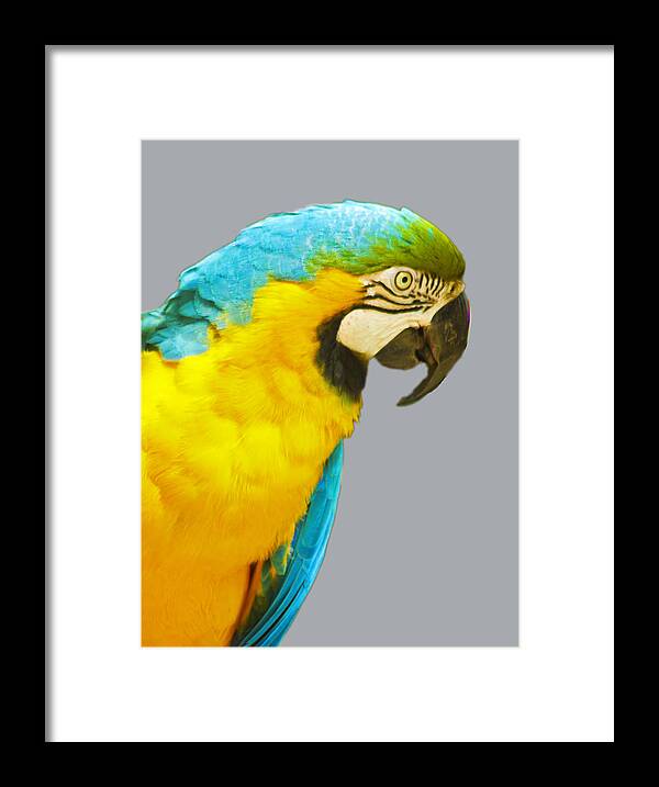 Macaw Framed Print featuring the photograph Blue and Gold Macaw by Bill Barber