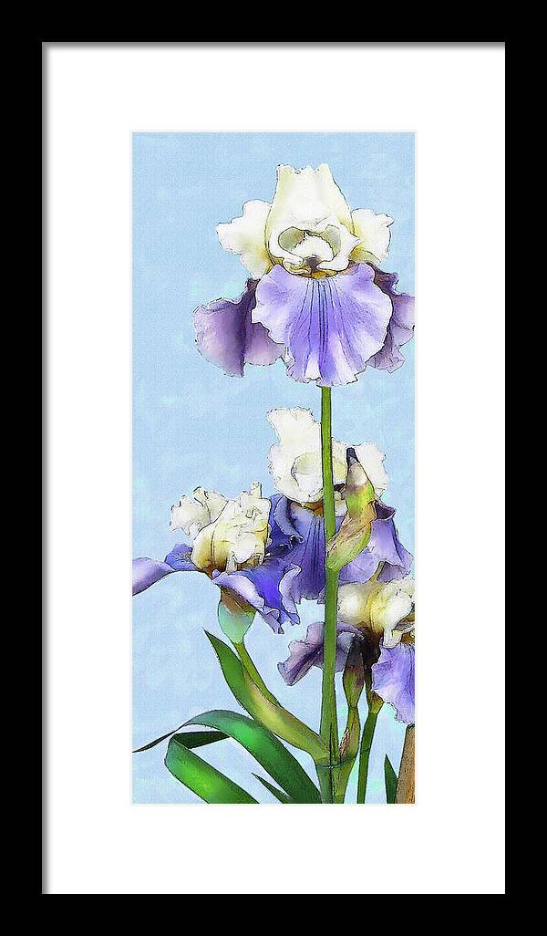 Jane Schnetlage Framed Print featuring the digital art Blue And White Iris by Jane Schnetlage