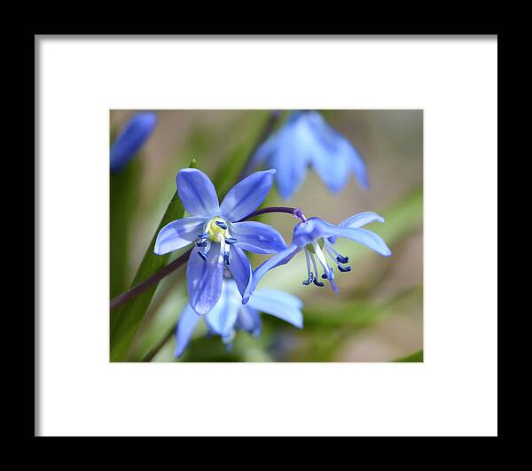 Siberian Squill Framed Print featuring the photograph Blue Beauties by Forest Floor Photography