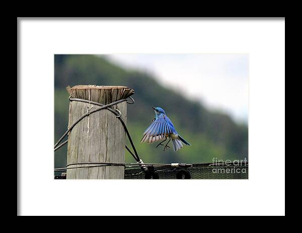 Mountain Blue Bird Framed Print featuring the photograph Blue Bird by Ann E Robson
