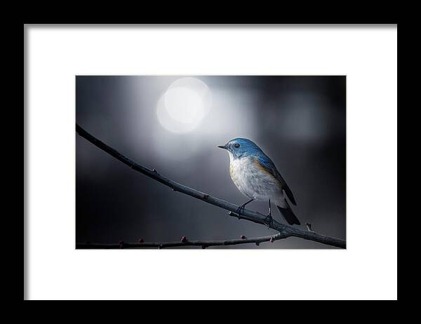 Bird Framed Print featuring the photograph Blue Bird by Takashi Suzuki