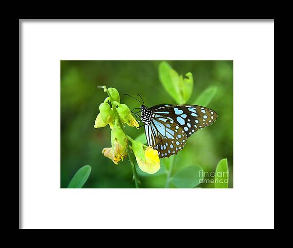 Butterfly Framed Print featuring the photograph Blue Butterfly In The Green Garden by Gina Koch