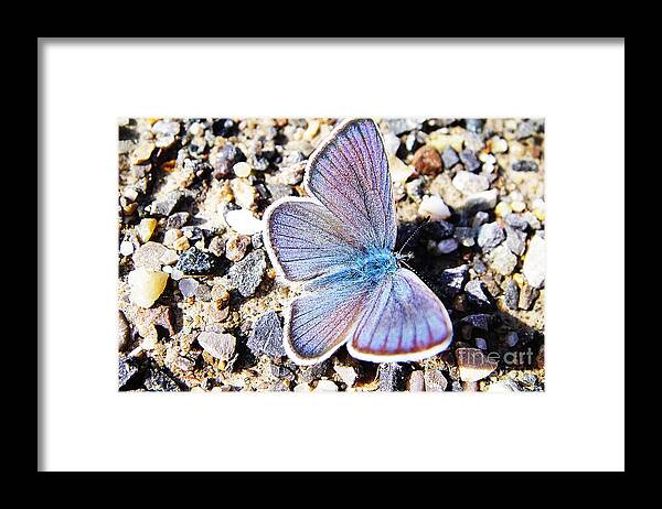Butterfly Framed Print featuring the photograph Blue butterfly on gravel by Karin Ravasio
