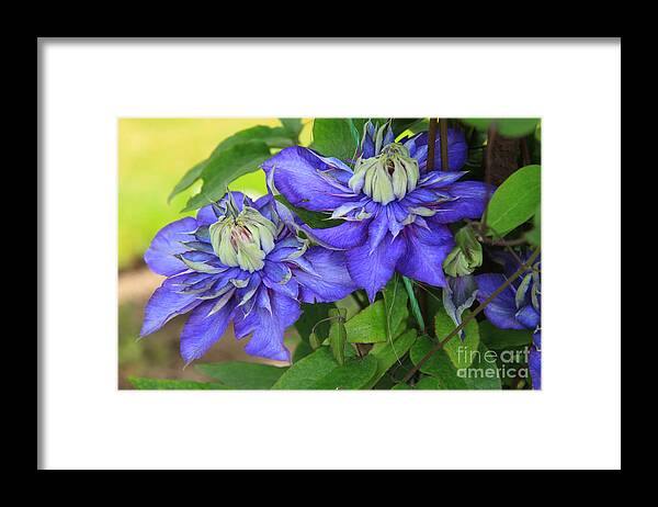 Photography Framed Print featuring the photograph Blue Clematis by Jeanette French