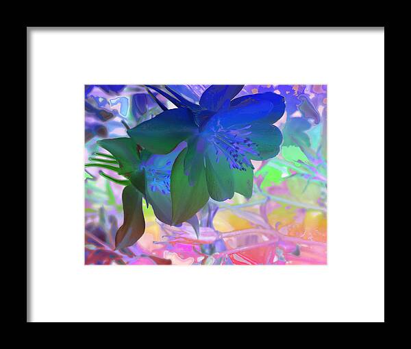 Blue Columbine Framed Print featuring the photograph Blue Columbine by Mike Breau