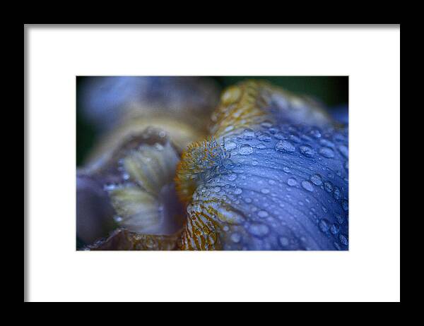 Bearded Iris Framed Print featuring the photograph Blue Danube by Jeff Folger