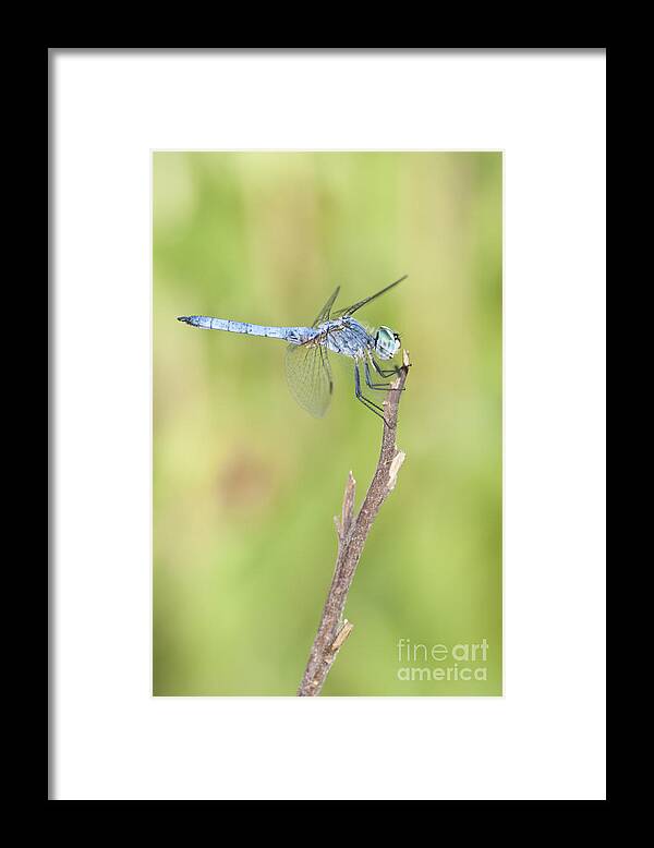 Blue Dasher Framed Print featuring the photograph Blue Dasher by Bryan Keil