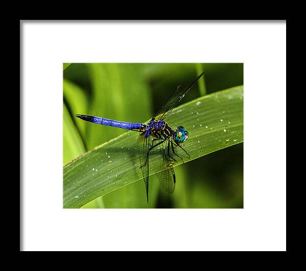 Pachydiplax Longipennis Framed Print featuring the photograph Blue Dasher by Christopher Perez