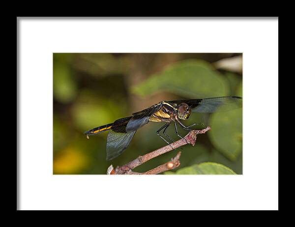 Blue Dasher Framed Print featuring the photograph Blue Dasher Dragonfly by Jonathan Davison