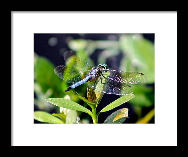 Dragonflies Framed Print featuring the photograph Blue Dragonfly Blue Dasher by Jeanne Juhos