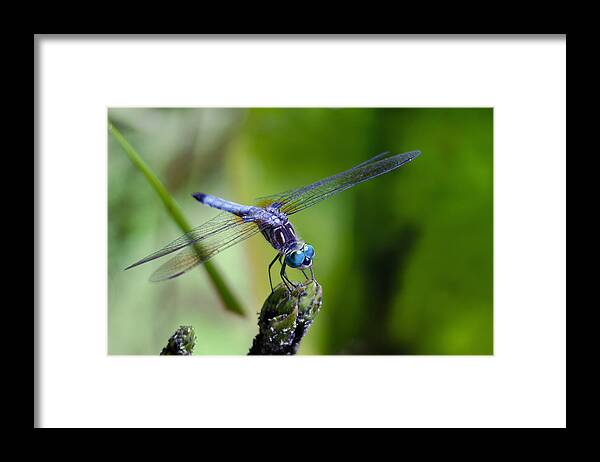 Animals Framed Print featuring the photograph Blue Dragonfly by Jim Shackett