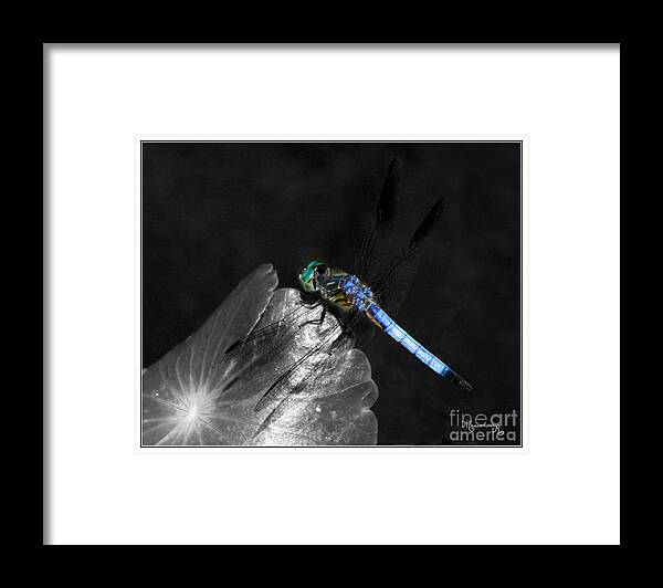 Fauna Framed Print featuring the photograph Blue Dragonfly by Mariarosa Rockefeller