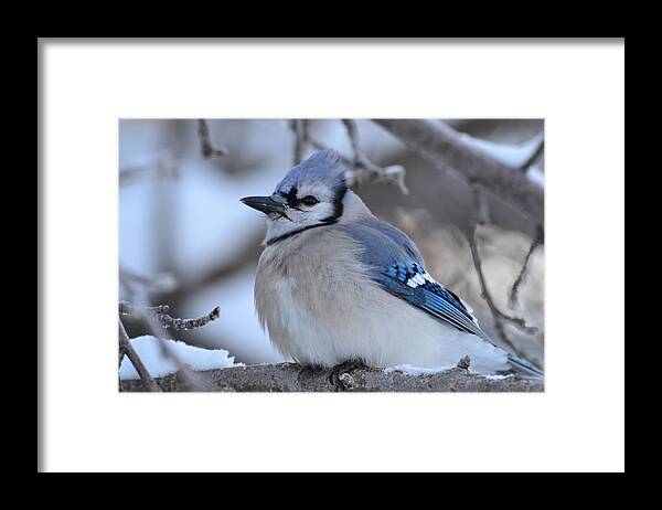Bluejay- Bluejay In Winter- In A Tree Close Up~limited Edition 3 Of 10- Blue -bird- Blue Feathers- Winter Bluejay Bird- Gallery Print- Image Of A Blue Bird (art-photography Images By Rae Ann M. Garrett- Raeann Garrett) Framed Print featuring the photograph Blue edition 7 of 10 by Rae Ann M Garrett