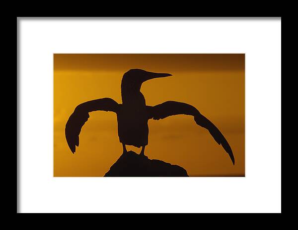 Feb0514 Framed Print featuring the photograph Blue-footed Booby Stretching Galapagos by Pete Oxford