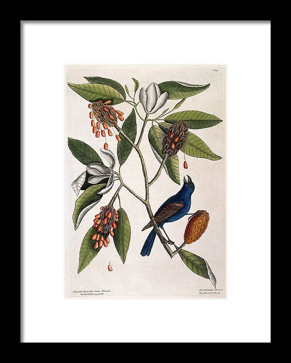 History Framed Print featuring the photograph Blue Grosbeak And Sweet Flowering Bay by Wellcome Images
