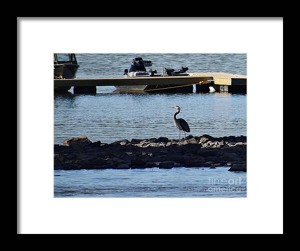 Birds Framed Print featuring the photograph Blue Heron by the dock by Christopher Plummer