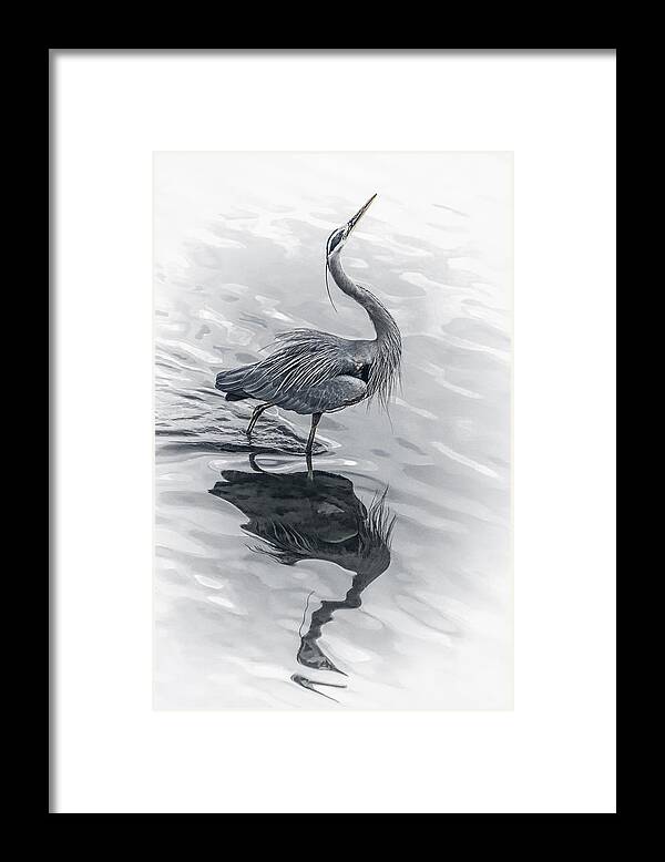Blue Heron Display Framed Print featuring the photograph Blue Heron Display by Wes and Dotty Weber