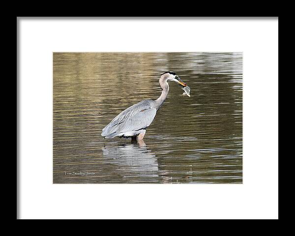 Blue Heron Framed Print featuring the photograph Blue Heron Eating Fish by Tom Janca