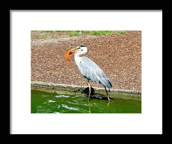 Fish Framed Print featuring the photograph Blue Heron Feeding by Joe Ng