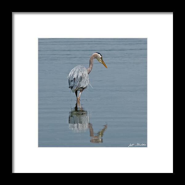 Animal Framed Print featuring the photograph Blue Heron Hunting in Puget Sound by Jeff Goulden