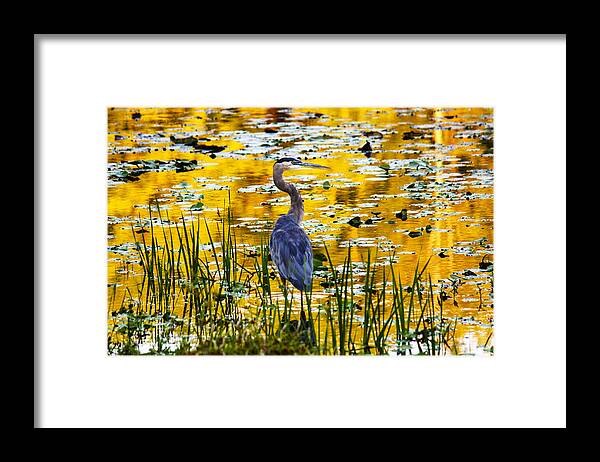 Blue Heron Framed Print featuring the photograph Blue Heron In A Golden Pond by Marina Kojukhova