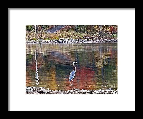 Blue Heron Framed Print featuring the photograph Blue Heron in Autumn by Joan McArthur