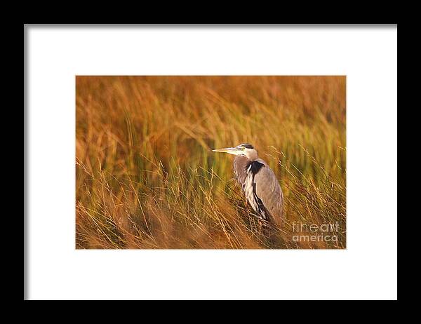 Blue Heron Bird Photo Framed Print featuring the photograph Blue Heron in Louisiana Marsh by Luana K Perez