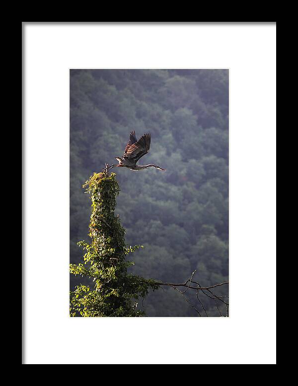 Blue Heron Framed Print featuring the photograph Blue Heron Leaving Snag by Michael Dougherty