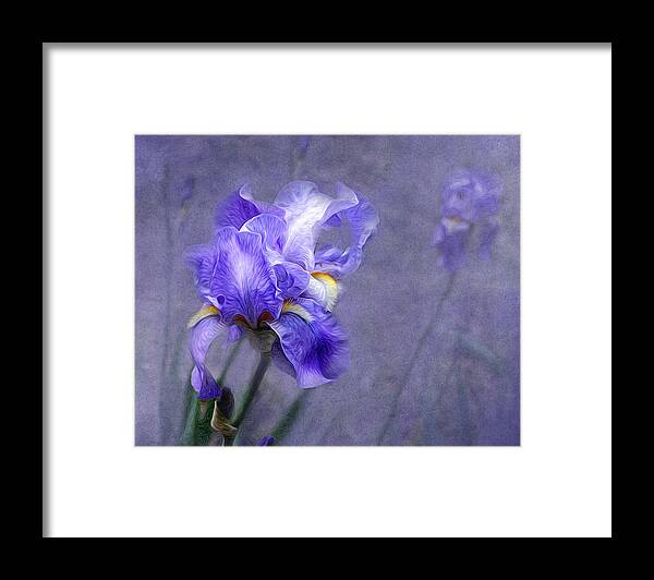 Iris Framed Print featuring the photograph Blue Iris by Lena Auxier