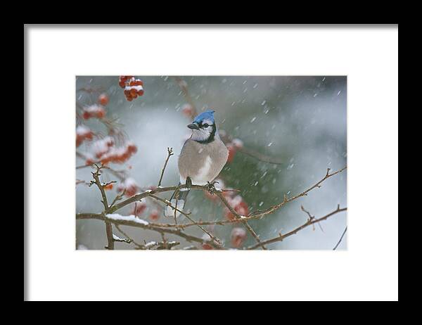 Birds Framed Print featuring the photograph Blue Jay in Snow by Kristin Hatt