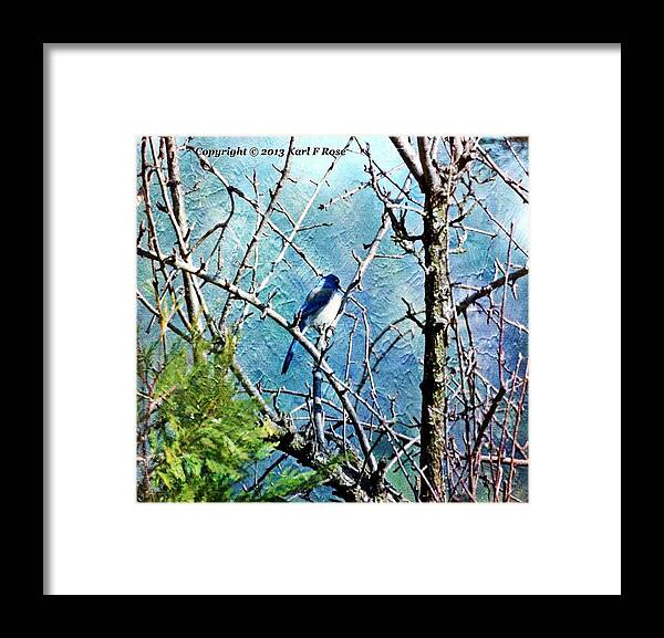 Birds Framed Print featuring the photograph Blue jay in tree as a painting by Karl Rose