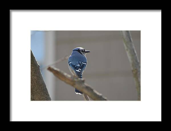 Blue Jay Framed Print featuring the photograph Blue Jay by James Petersen