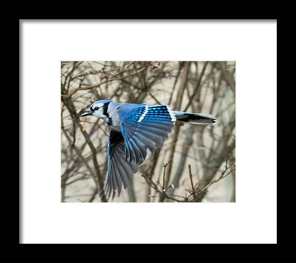Blue Jay Framed Print featuring the photograph Blue Jay by Holden The Moment