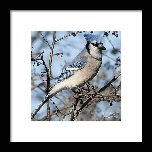 Festblues Framed Print featuring the photograph Blue Jay.. by Nina Stavlund