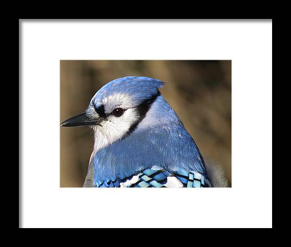 Blue Jay Framed Print featuring the photograph Blue Jay Profile by MTBobbins Photography