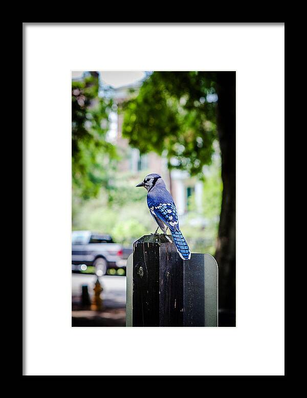 Bird Framed Print featuring the photograph Blue Jay by Sennie Pierson