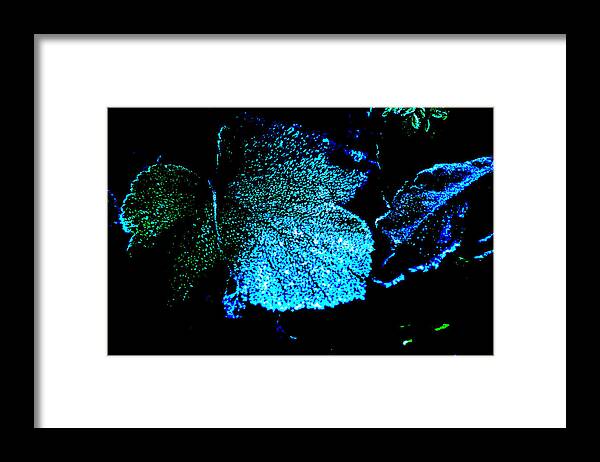 Blue Green Black Leaf Winter Framed Print featuring the digital art Blue Leaf by Randi Grace Nilsberg