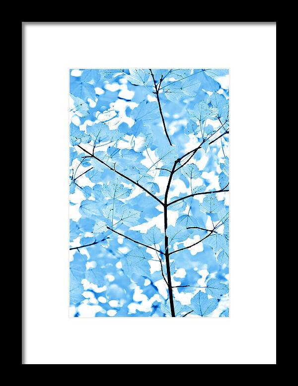 Leaf Framed Print featuring the photograph Blue Leaves Melody by Jennie Marie Schell