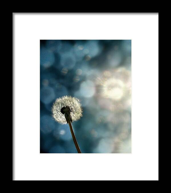 Dandelion Framed Print featuring the photograph Blue Light Dandelion by Gothicrow Images