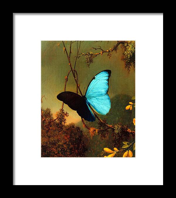 Martin Johnson Heade Framed Print featuring the painting Blue Morpho Butterfly by Martin Johnson Heade