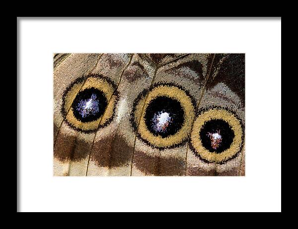 Insect Framed Print featuring the photograph Blue Morpho Butterfly Underwing Abstract by Nigel Downer