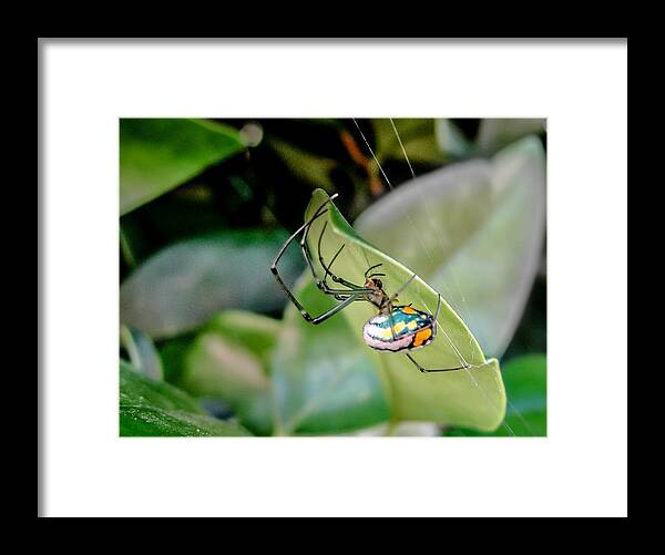 Orbweaver Framed Print featuring the photograph Blue Orbweaver by TK Goforth