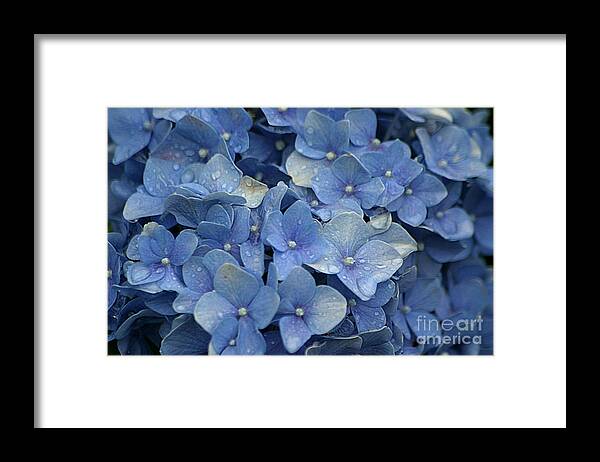 Hydrangea Framed Print featuring the photograph Blue Over You With Tears by Living Color Photography Lorraine Lynch