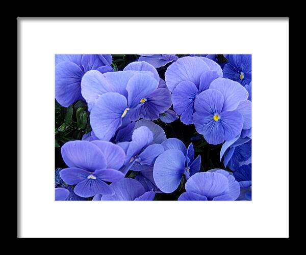 Flowers Framed Print featuring the photograph Blue Pansies by AJ Schibig