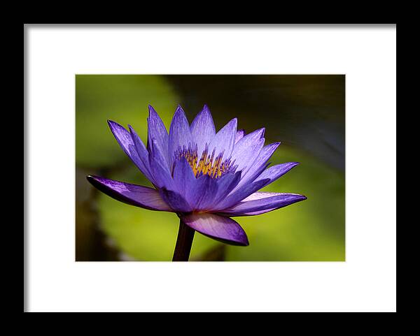 Waterlily Framed Print featuring the photograph Blue Perfection by Lorenzo Cassina