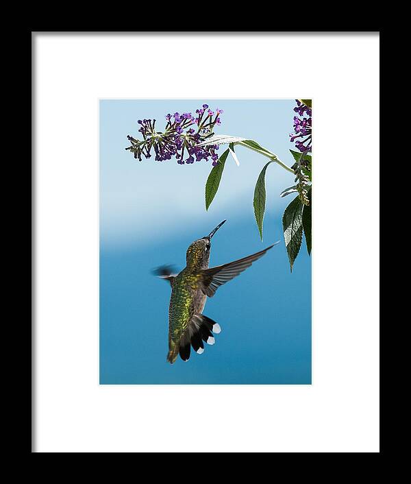 Hummingbird Framed Print featuring the photograph Blue Ridge Hummingbird by Lara Ellis