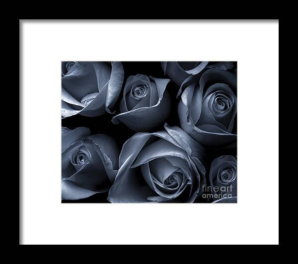 Roses Framed Print featuring the photograph Blue Roses by Diane Diederich