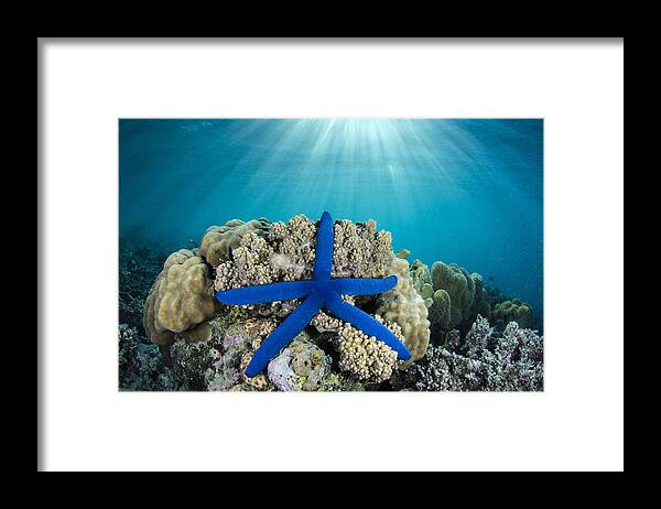 Pete Oxford Framed Print featuring the photograph Blue Sea Star Fiji by Pete Oxford