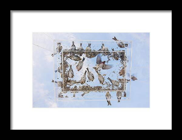 Adult Framed Print featuring the photograph Blue Skies Above the Bird Feeder by Tim Grams